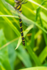 雌のオニヤンマの産卵管