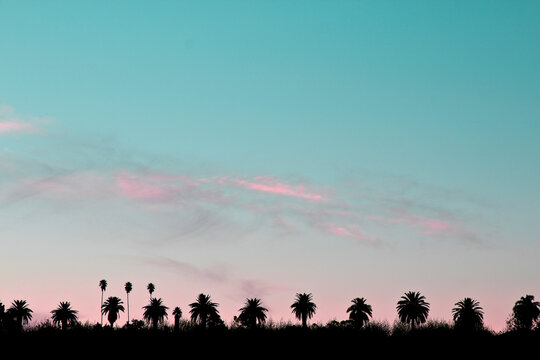 Row palm tree silhouettes with cotton candy sunset and copy space