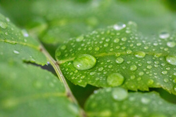 Water droplets on green leaves in macro photo