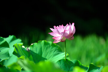 Obraz premium ハスの花