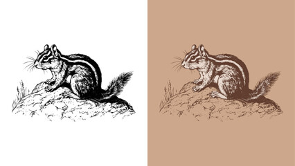 Classic engraving style 2-color vector illustration of a chipmunk