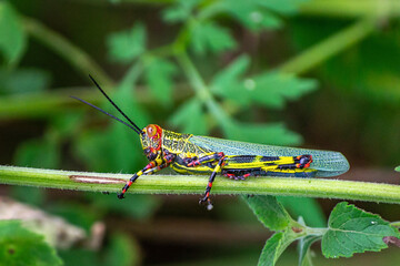 
We see a beautiful black, red and yellow mountain-hopper, very comfortable perched on a light green stem, ready to jump, province of Cordoba Arg.