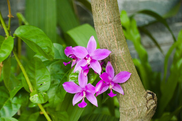 Phalaenopsis violacea flowers