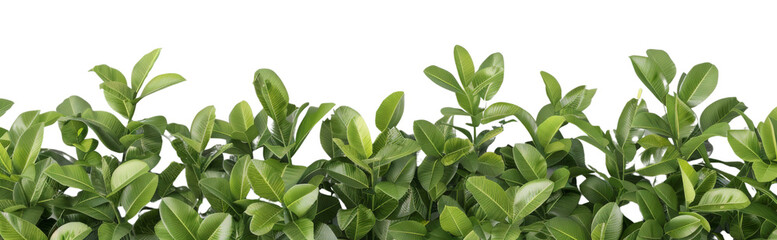 Obraz premium Eco-Friendly Business Growth Concept with Vibrant 3D Green Plants on White Background