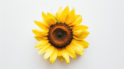 Fototapeta premium A Single Sunflower on a White Background