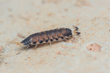 Close up a Common rough woodlouse, Porcellio scaber sitting on floor, Macro photo, Selective focus.