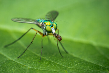 Small Long-legged fly eating its prey on a green leaf, Macro photo, Selective focus.