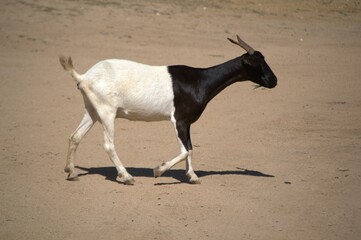 Podemos encontrar ganado vacuno en Paraguana,pero la mayoria de los animales de corral son cabras mas adaptadas al ambiente arido de la peninsula.