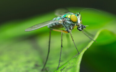 Small Long-legged fly eating its prey on a green leaf, Macro photo, Selective focus.