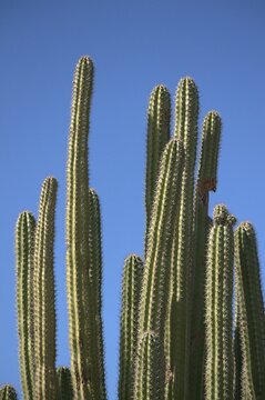 Paisajes con mucho verde y paisajes secos y de mucha resequedad podemos encontrar en la peninsula de Paraguana.