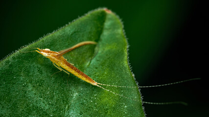 Mayfly sitting on a green leaf, Close up and macro photo.