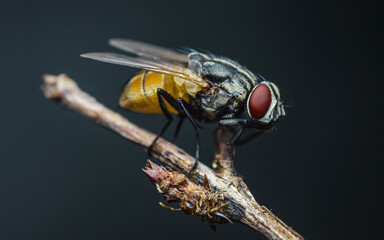 Close up a Fly perched on a tree branch, dry wood with isolated background, Common housefly, Colorful insect, Selective focus.