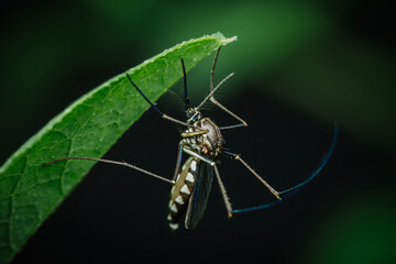 Close up a mosquito hides under green leaf, nature blurred background, macro photos, selective focus, insect Thailand.