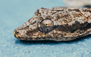 Flat-tailed house gecko, Hemidactylus platyurus close up head isolated on floor background.