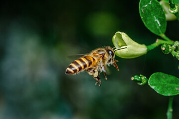 Flying honey bee to white flower in blur background, Macro side close-up view.