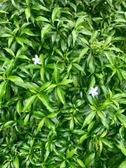 green leaves background