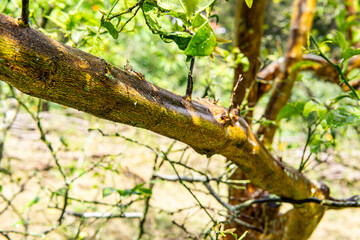 Branches on a thick trunk. Green area. Colombian nature.