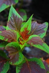 Coleus flowers in an Indonesian garden with close view