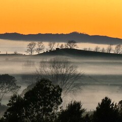 Misty, foggy sunrise over Waikato dairy farm