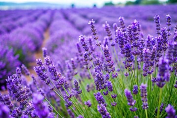 Naklejka premium lavender field region