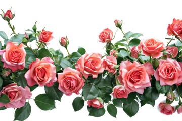 Obraz premium Roses border flower plant nature.