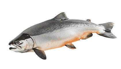 Naklejka premium salmon fish png image