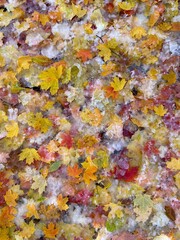 texture of fallen leaves frozen to the ground in autumn - texture de feuilles mortes gelées sur le sol en automne