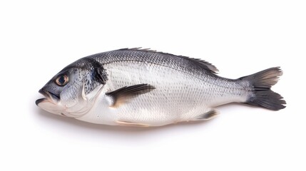 Obraz premium Pristine Sea Bass Ready for Culinary Delights - Fresh Catch, Perfect for Your Seafood Dish!