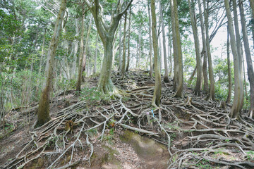 急登の木の根道　丹沢　