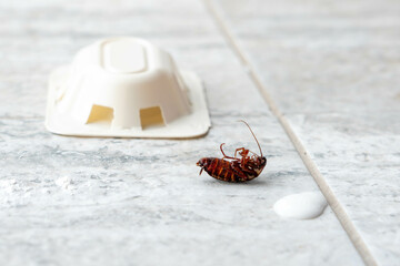 Effect of trap and poison on common cockroach. Sanitation concept