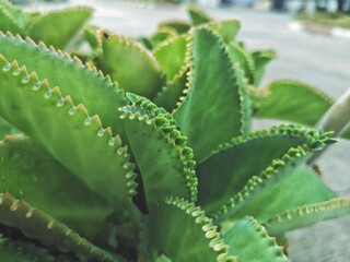 Close up of cactus plant