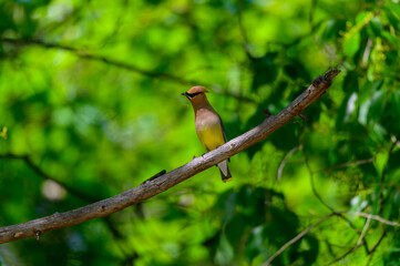 Cedar Waxwing at Clear Lake State Park near Atlanta Michigan