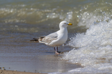 Herring Gull by Lake Huron at Hoeft State Park, near Rogers City, Michigan.