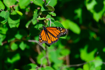 A Monarch Butterfly at Hoeft State Park, near Rogers City, Michigan.