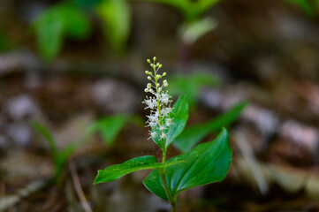 Virginia Sweetspire Wildflowers at Hoeft State Park, near Rogers City, Michigan.