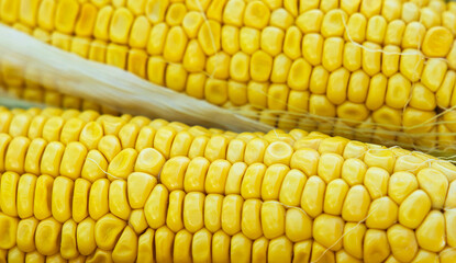 Two ears of corn with kernels in focus, showing their bright yellow color and individual shape.