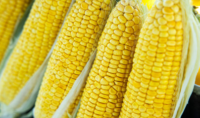 Close-up of several ears of fresh, yellow corn on the cob, with their husks partially removed.