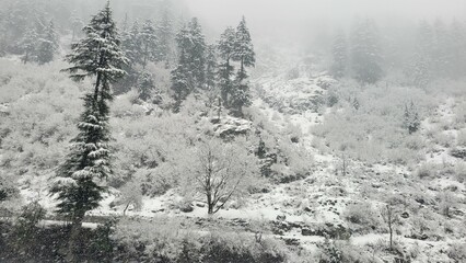 Winter forest in the snow