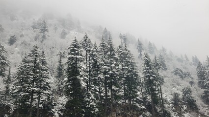 Snow covered trees in jungle