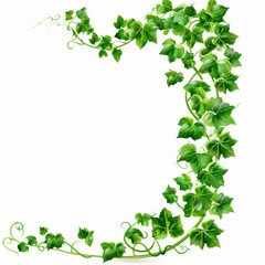 Obraz premium A lush green ivy vine forms a crescent shape, perfect for framing a design or text. Isolated on white.