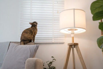 A cat perched on the back of a couch, gazing out through the window blinds. The scene is set in a cozy living room