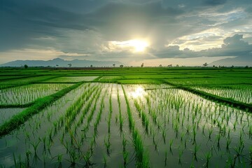 Green Rice Paddy Fields Under a Cloudy Sunset Sky.