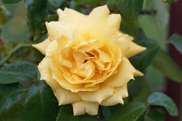 Beautiful fresh rose flower in the garden. Rose flowers on the background blurry roses flower in the garden of roses