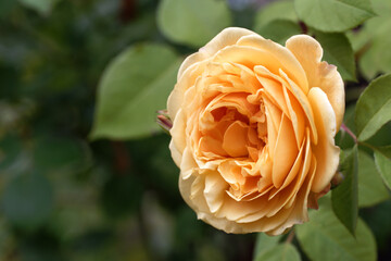 Beautiful fresh rose flower in the garden. Rose flowers on the background blurry roses flower in the garden of roses