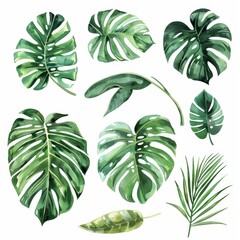 A collection of tropical leaves in various shapes and sizes, isolated on a white background.
