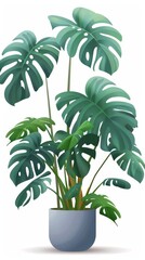 Obraz premium A vibrant green Monstera plant with large, split leaves in a gray pot, isolated on a white background.
