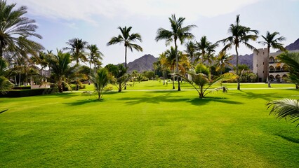 palm trees in the park