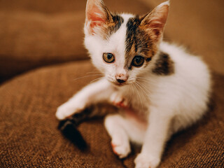 cat on the floor