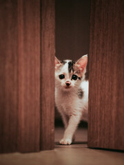 cat on the floor