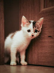 cat on the floor